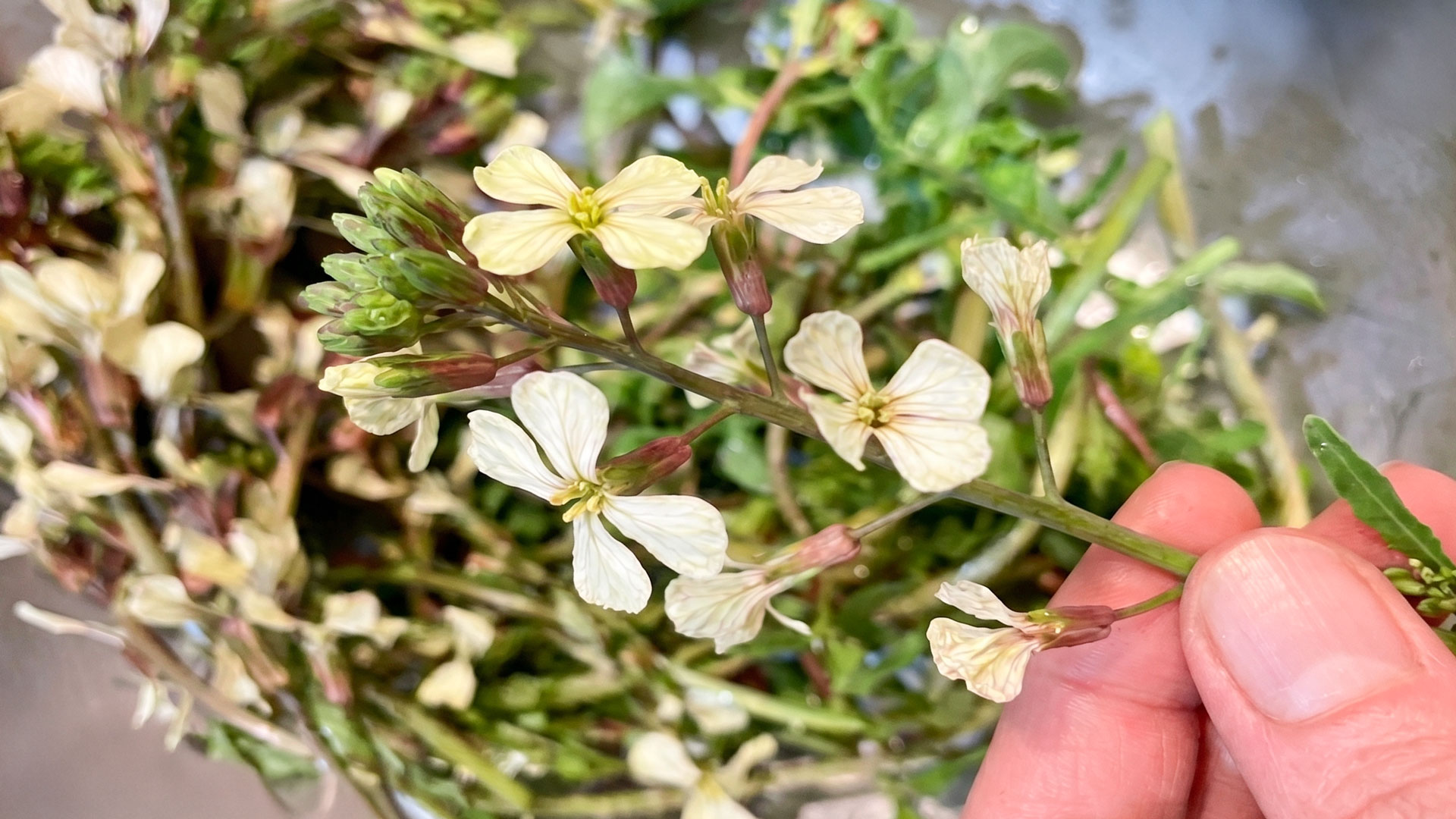 ルッコラのお花です！はじめて見ました。
